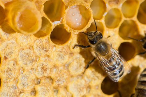 A Compound that Makes Bees Into Queens Could also Aid Human Stem Cell ...