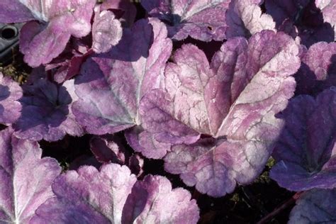 15 Heuchera Varieties That Can Transform Your Shaded Garden