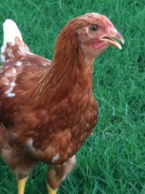 Red Star "Hen" or "Rooster" | BackYard Chickens - Learn How to Raise ...