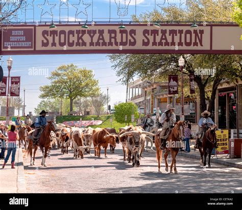 Stockyards station Cattle Drive, Fort worth Stock Photo, Royalty Free ...