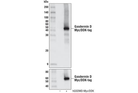 Gasdermin D Antibody | Cell Signaling Technology