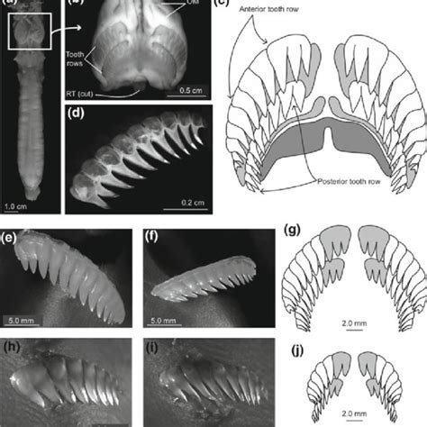 9 The feeding mechanism of the hagfish can be modeled as a simple ...