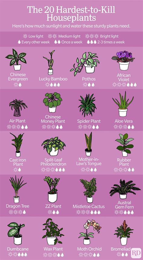 Picture Names Tropical Houses Plants
