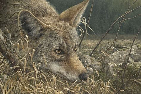 coyote | Wildlife paintings, Animal paintings, Wildlife artists