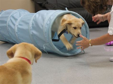 Labrador Dog Training | Dog Training