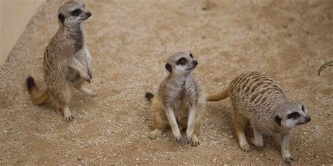 Meerkat Information - Adelaide Zoo