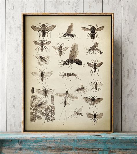 Insects Print Insect Poster Study of Insects Chart Fly - Etsy