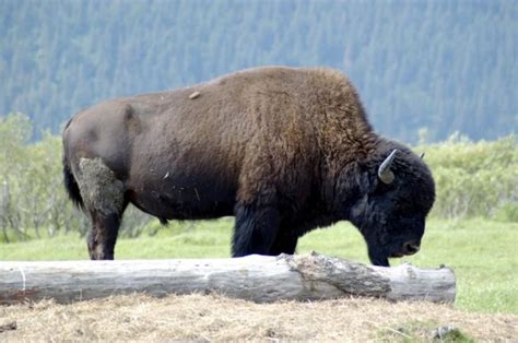 The American Bison or Buffalo - Facts and True Story | HubPages