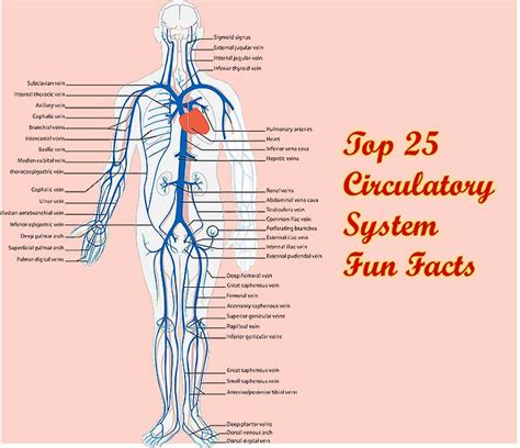 Top 25 Circulatory System Fun Facts (Updated 2023) | BioExplorer