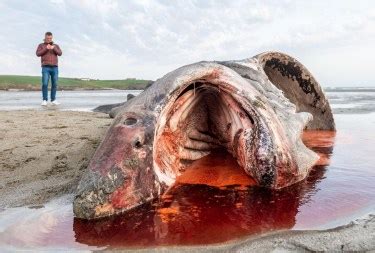 Dead basking shark washes up on Inchydoney Beach in Cork as shocked locals view it | The Irish Sun