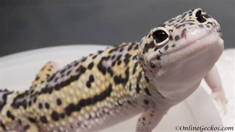 Leopard Gecko | Leopard gecko, Leopard gecko care, Gecko