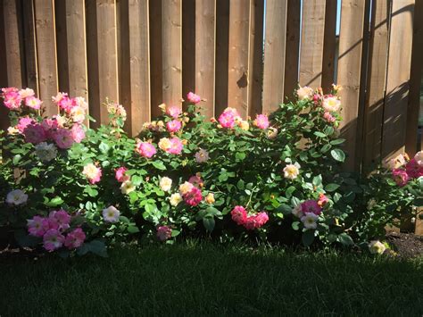 Pruning Roses – Horticulture For Home Gardeners