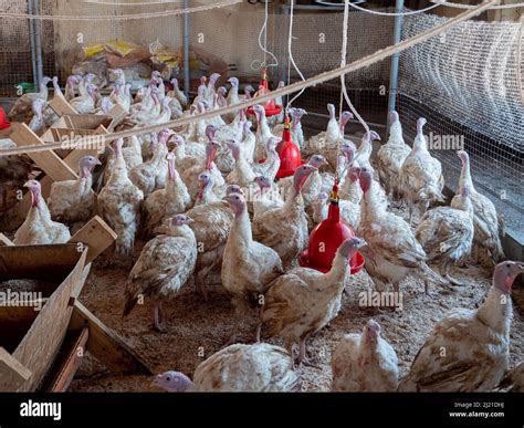 Turkey on a farm, breeding turkeys. Poultry farming Stock Photo - Alamy