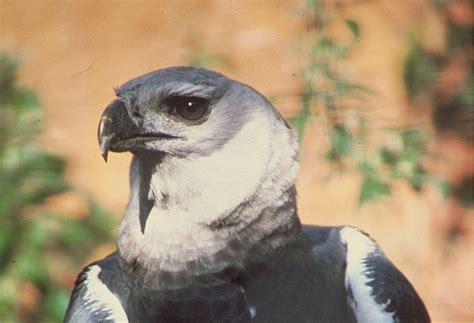 What is the National Bird of Panama? - 10,000 Birds