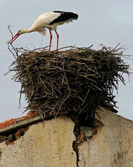 Stork Nest | Beautiful birds, Pet birds, Pretty birds