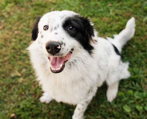 12 Imperative Border Collie Training Steps and Commands for Pet Owners