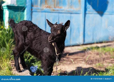 Black Baby Goat in Green Field. Stock Photo - Image of goats, graze: 173757640