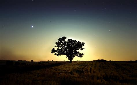 photography, Landscape, Nature, Night, Field, Trees Wallpapers HD / Desktop and Mobile Backgrounds