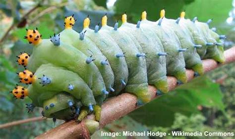 39 Florida Caterpillars: A Visual Identification Guide