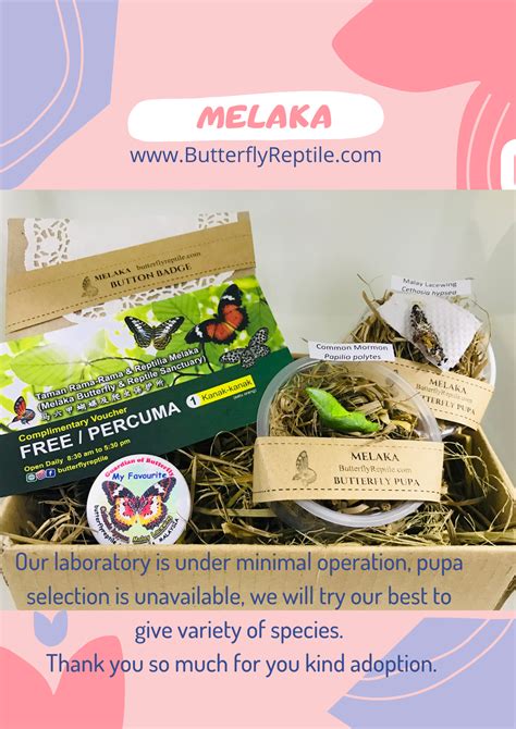 Kepompong Rama-rama / Butterfly Pupa ONLY – ButterflyReptile