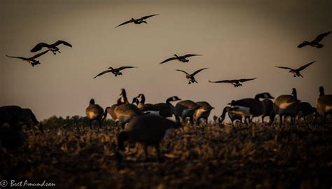 Goose Hunting Backgrounds - Wallpaper Cave