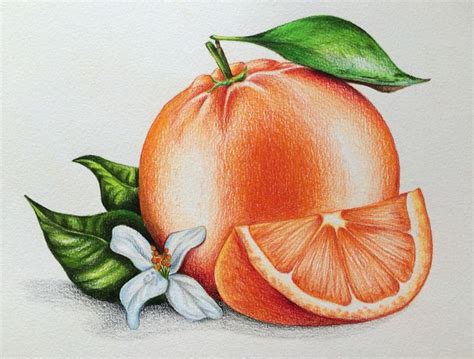 Orange, Illustration, foodillustration, pencils, pencil drawing, Buntstiftzeichnung, иллюстрация ...