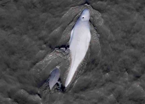 Lawsuit Launched to Save Alaska’s Cook Inlet Beluga Whales From Harmful Oil Exploration - Alaska ...