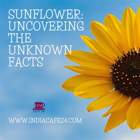 Sunflower: Uncovering the Unknown Facts - Indiacafe24.com