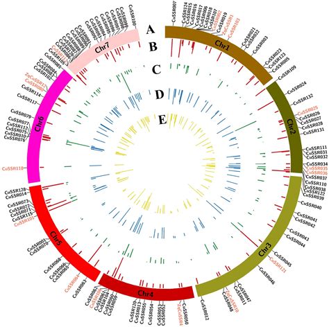 Frontiers | Target SSR-Seq: A Novel SSR Genotyping Technology Associate ...