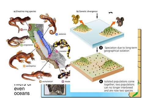 Geographic Isolation Examples Animals