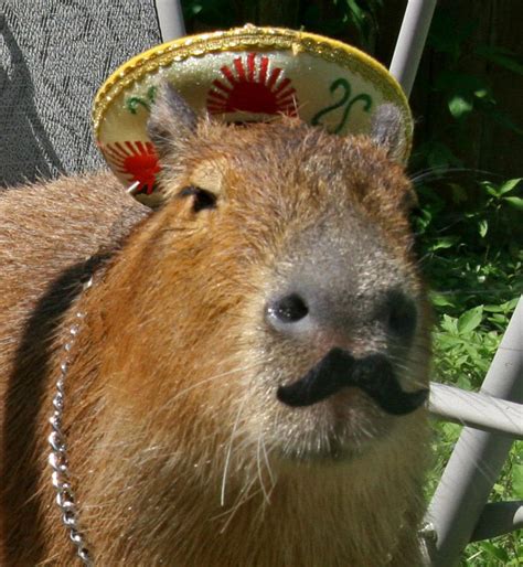 Capybara Drip Meme