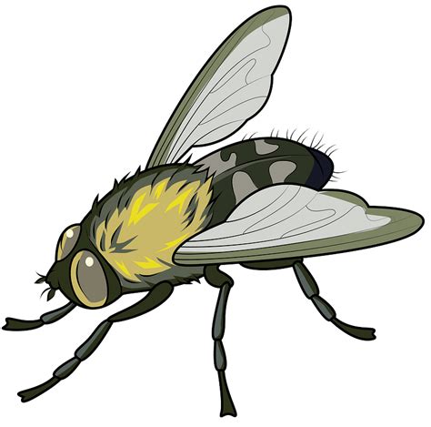 Mosca Común clipart. Dibujos animados descargar gratis. | Creazilla