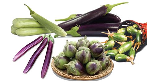 East-West seeds bring ‘mucho’ to farmers with its new eggplant variety – Agriculture Monthly