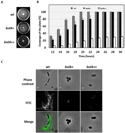 Motility assays in the presence of different doses of BolA protein. (A ...