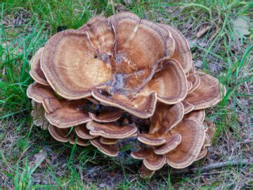 The Maitake Mushroom: Identification, Foraging, Lookalikes - Mushroom Appreciation