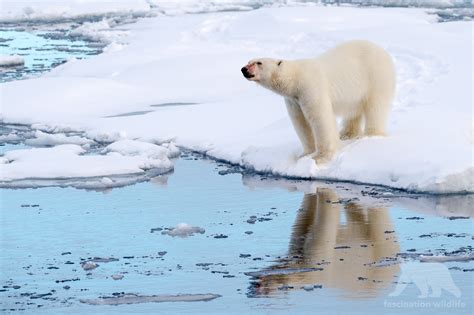 Spitsbergen - Fascination Wildlife