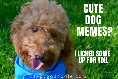 75 Dog Puns, Memes, & doggo Lingo SO Cute It'll Make You Say "P'AWWW ...