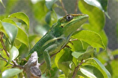 Rocs Reps: Cuban knight Anole Care