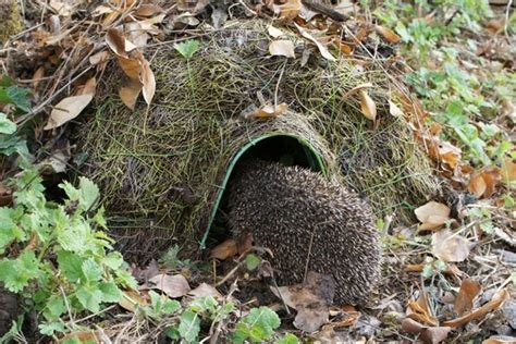 Natural Hedgehog Home | Hedgehog house, Wildlife gardening, Hedgehog habitat