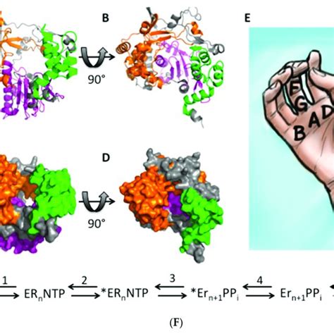 RdRp structure and RdRp kinetics. The FMDV RdRp structure [64] was... | Download Scientific Diagram