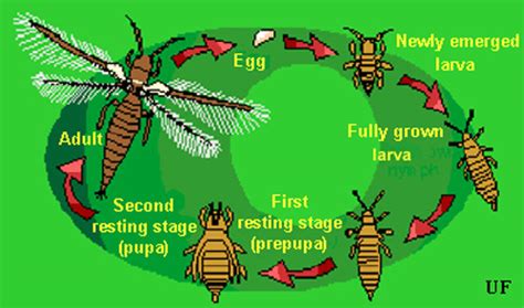 citrus thrips life cycle - Karena Templeton