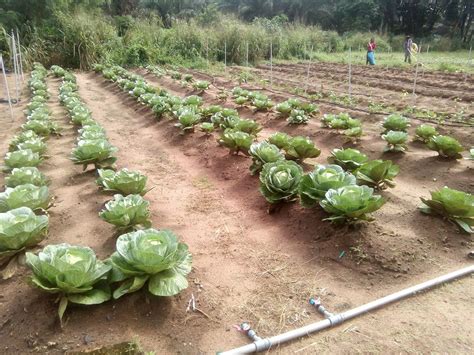 Cabbage Farming Is Lucrative - Agriculture - Nigeria