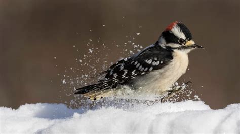 Hairy Woodpecker - A-Z Animals