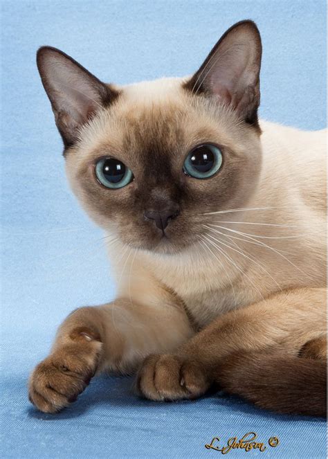 Tonkinese Best of Color Champagne Mink | Tonkinese, Fluffy kittens, Tonkinese cat