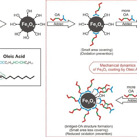 Synthesis procedure of Fe3O4-OA nanoparticlesandcolor change phenomenon ...