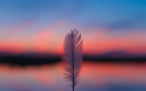 Feather Focus Blur Sunset 5k Wallpaper,HD Nature Wallpapers,4k ...