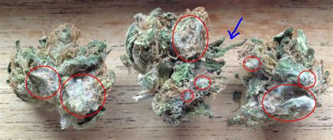 How to distinguish between trichomes and mold? | Grasscity Forums - The ...