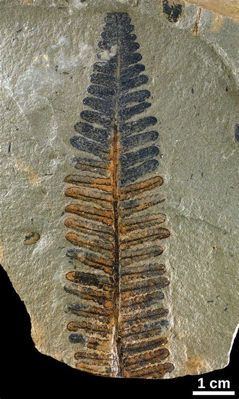 Carboniferous ferns gallery - Sam Noble Museum