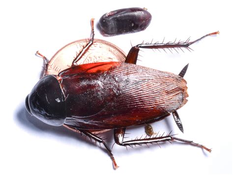 Smokybrown cockroach with ootheca to scale dorsal | Advance Pest Control