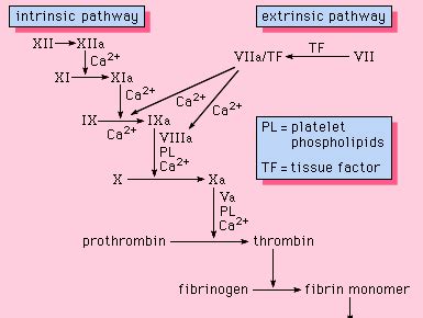 Prothrombin | biochemistry | Britannica